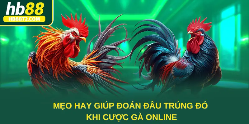 Mẹo hay giúp đoán đâu trúng đó khi cược gà online 