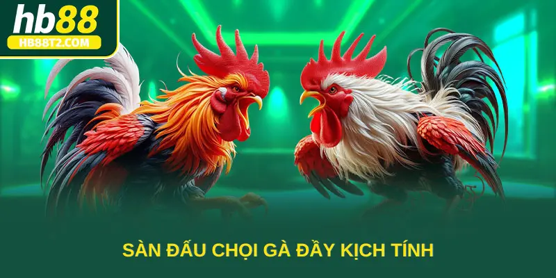 Sàn đấu chọi gà đầy kịch tính